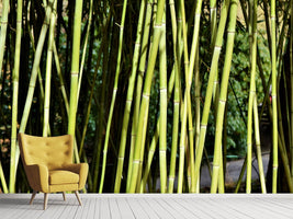 photo-wallpaper-fresh-bamboo