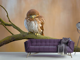 photo-wallpaper-ferruginous-pygmy-owl-x