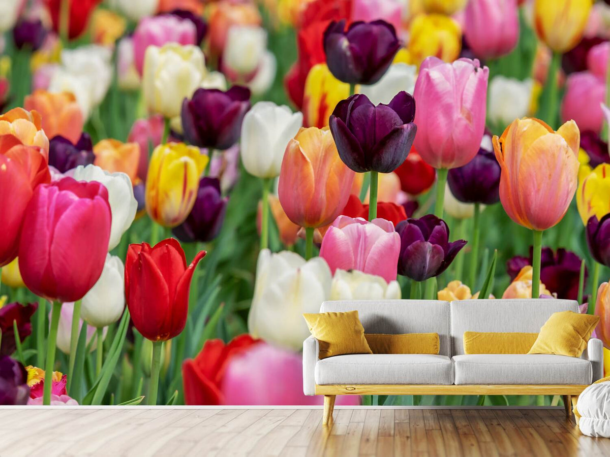 photo-wallpaper-the-colors-of-the-tulips