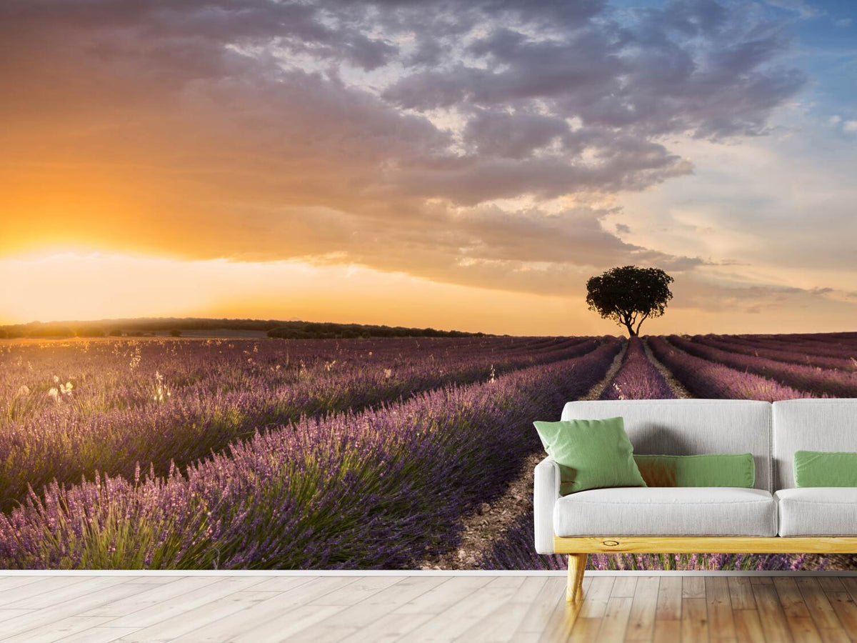 photo-wallpaper-destination-lavender-x