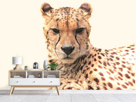 photo-wallpaper-cheetah-in-the-sun