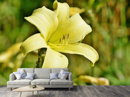 photo-wallpaper-lilies-blossom-in-yellow