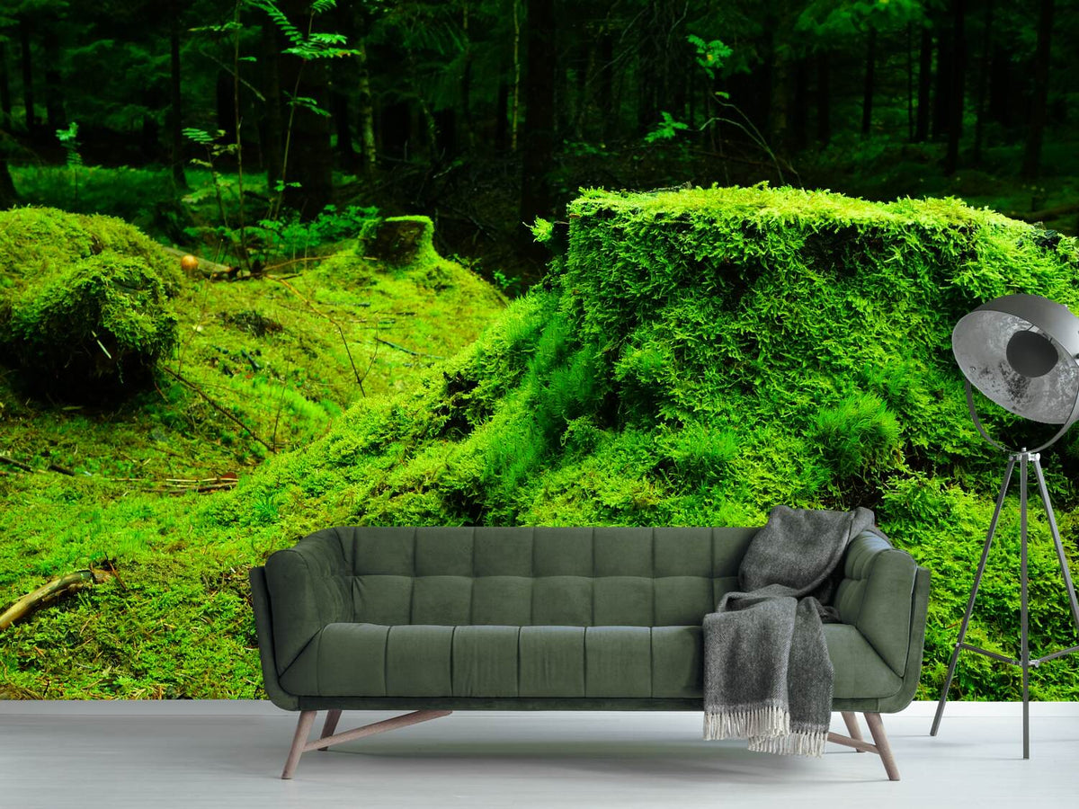 photo-wallpaper-moss-in-the-forest