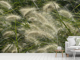 photo-wallpaper-ornamental-grass-in-the-wind