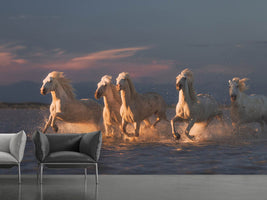 photo-wallpaper-camargue-horses-on-sunset-xve