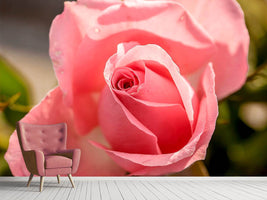 photo-wallpaper-the-rose-in-pink