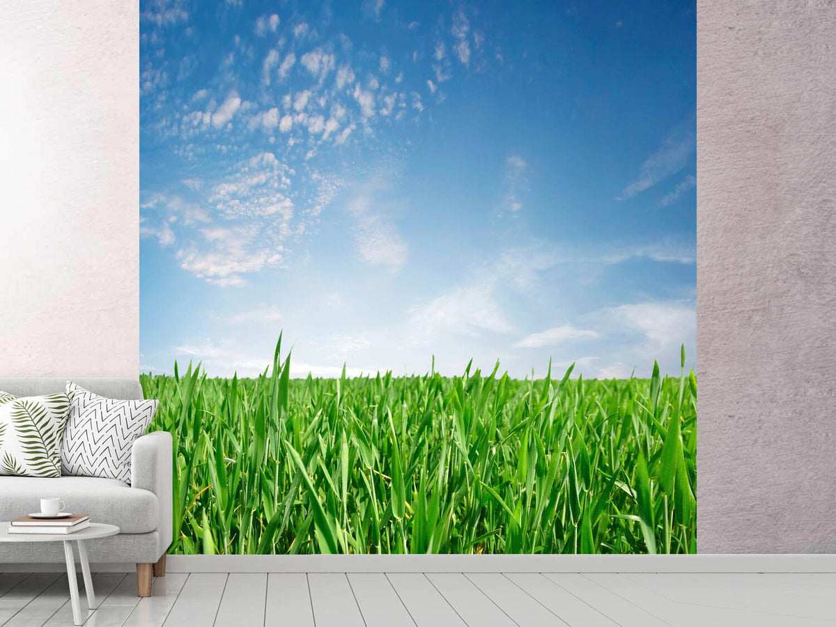 photo-wallpaper-the-grass