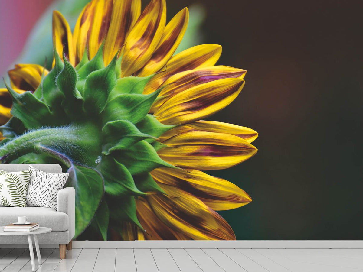 photo-wallpaper-sunflower-close-up