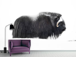 photo-wallpaper-muskox-xzp