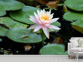 photo-wallpaper-the-proud-water-lily