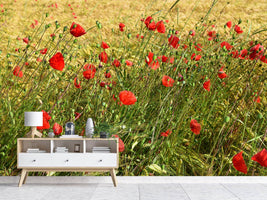 photo-wallpaper-the-poppy-in-the-wind