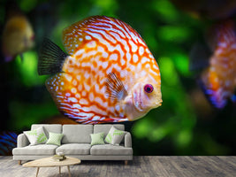 photo-wallpaper-the-discus-fish