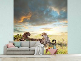 photo-wallpaper-cheetahs