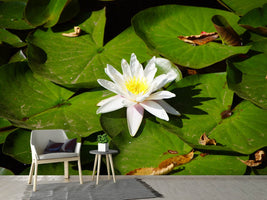 photo-wallpaper-the-white-water-lily