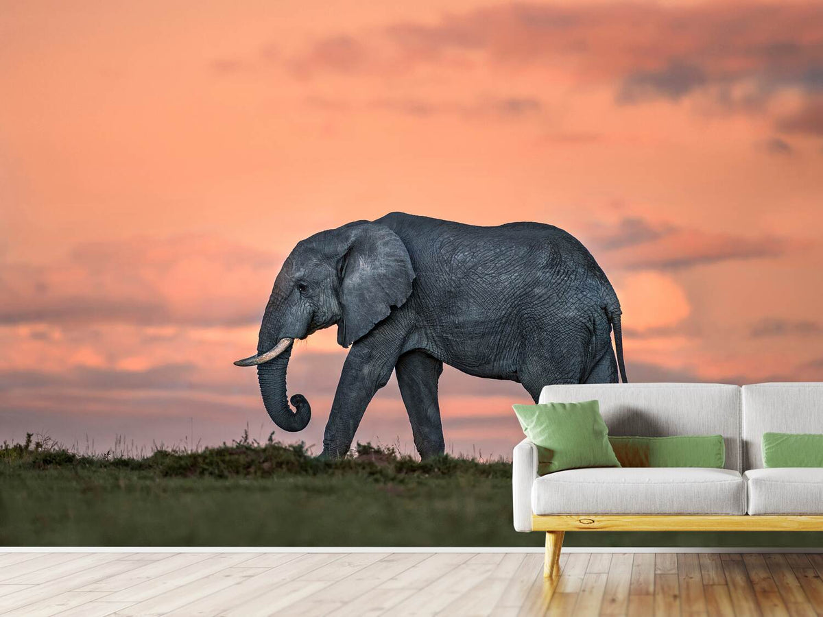 photo-wallpaper-elephant-at-dusk-x