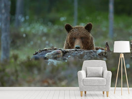 photo-wallpaper-beware-brown-bear-x