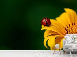 photo-wallpaper-ladybug-on-the-sunflower