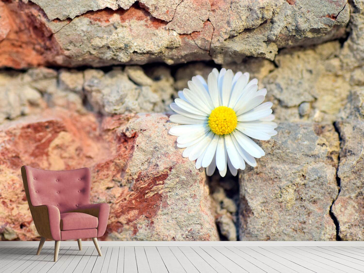 photo-wallpaper-flower-in-the-wall