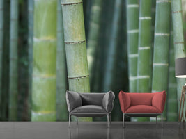 photo-wallpaper-bamboo-in-xxl