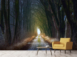 photo-wallpaper-the-tree-avenue