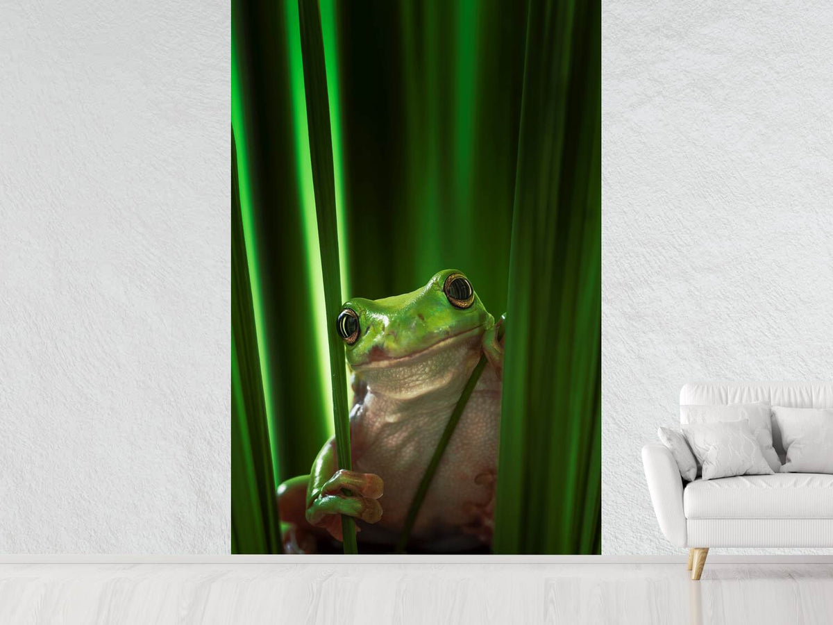 photo-wallpaper-green-frog