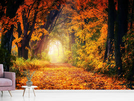 photo-wallpaper-forest-walk