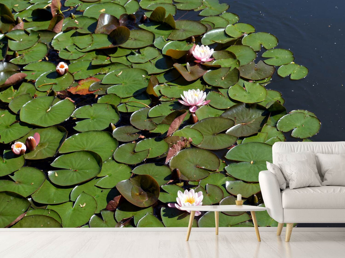 photo-wallpaper-white-water-lilies-in-the-pond