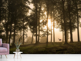 photo-wallpaper-deer-in-the-morning-mist