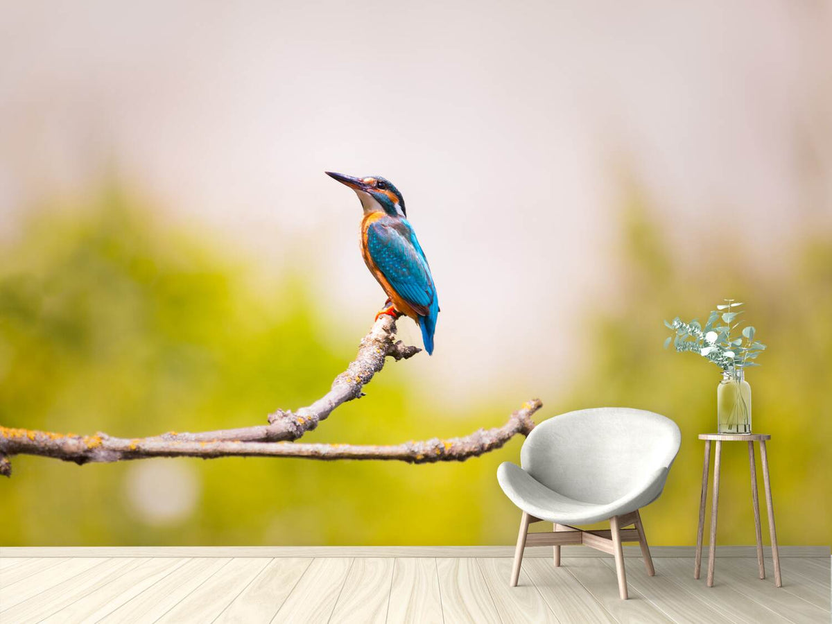 photo-wallpaper-the-kingfisher