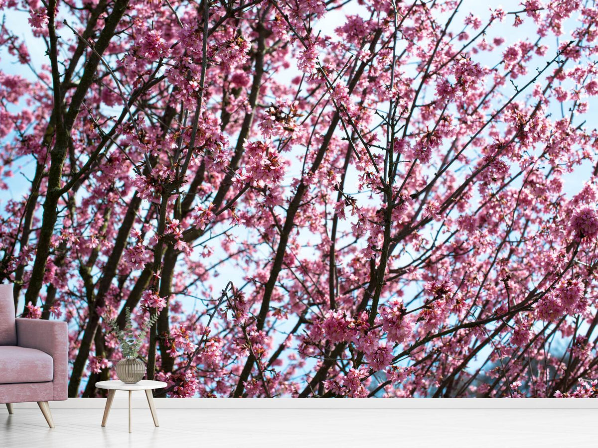 photo-wallpaper-japanese-cherry-blossom