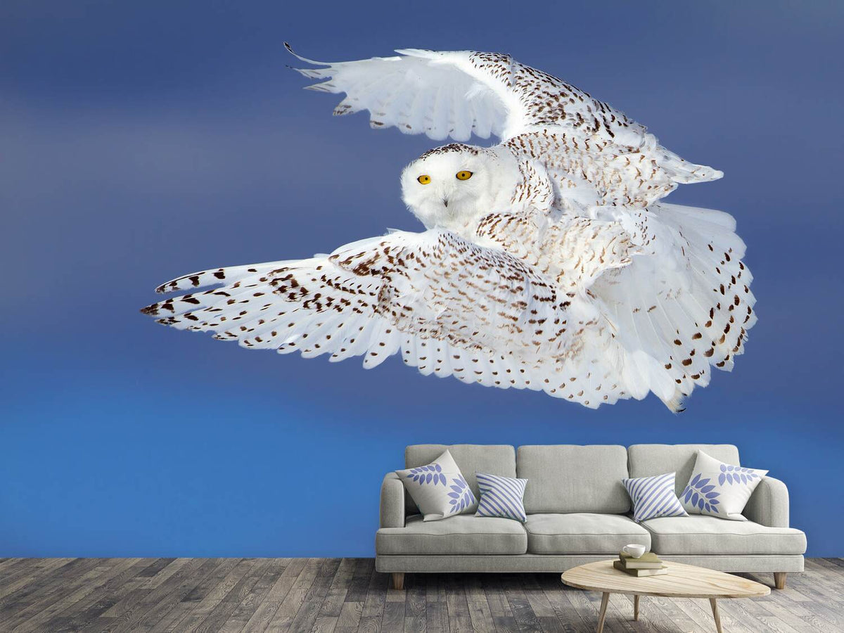 photo-wallpaper-flight-of-the-snowy-snowy-owl