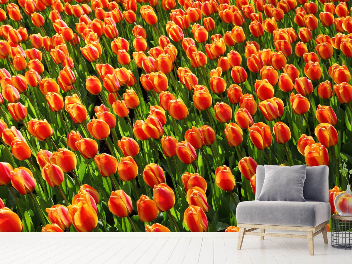 photo-wallpaper-tulip-field-in-orange