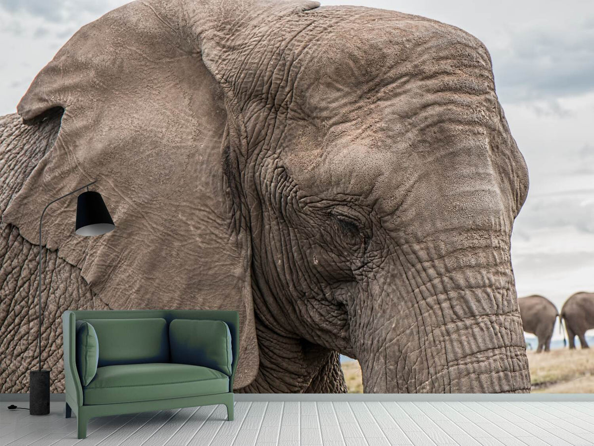 photo-wallpaper-xl-elephant