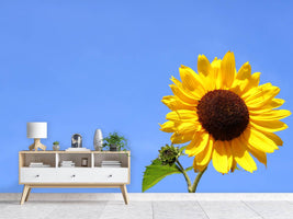 photo-wallpaper-sunflower-with-blue-sky