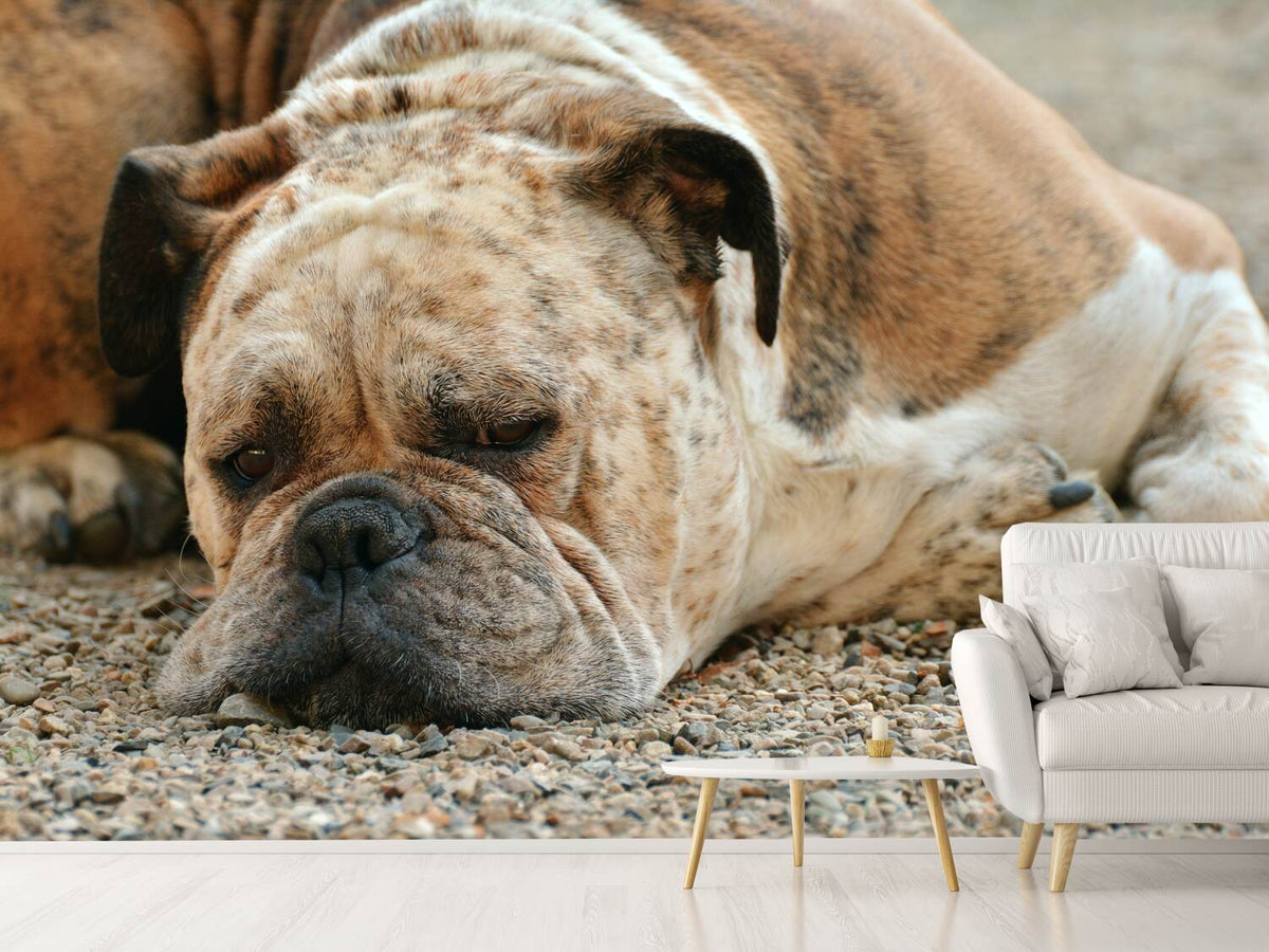 photo-wallpaper-tired-boxer