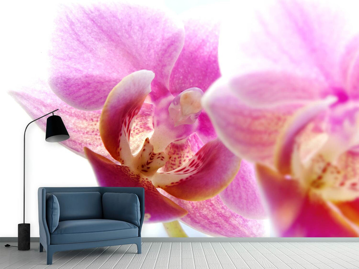 photo-wallpaper-magnificent-phalaenopsis