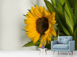 photo-wallpaper-beautiful-sunflower