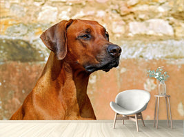 photo-wallpaper-watchful-rhodesian-ridgeback