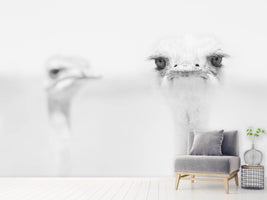 photo-wallpaper-funny-ostrich