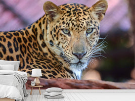 photo-wallpaper-leopard