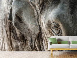 photo-wallpaper-close-up-elephant