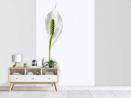 photo-wallpaper-the-peace-lily