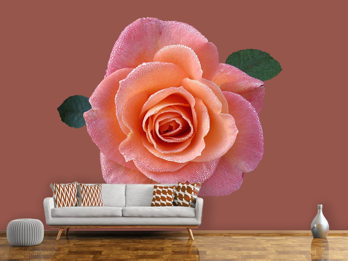 photo-wallpaper-rose-in-apricot-xxl