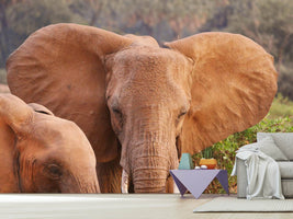 photo-wallpaper-elephant-ears