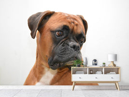 photo-wallpaper-typical-boxer