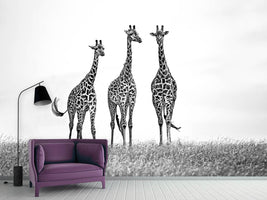 photo-wallpaper-giraffes-in-the-mara-plains-x