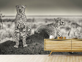 photo-wallpaper-two-cheetahs-watching-out