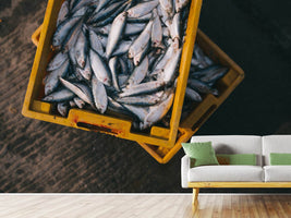 photo-wallpaper-fish-in-boxes