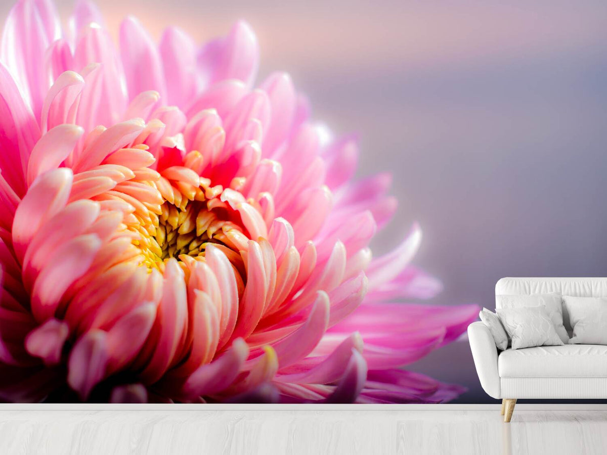 photo-wallpaper-macro-chrysanthemum