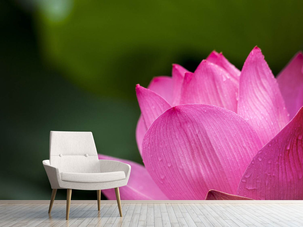 photo-wallpaper-marko-lotus-in-pink